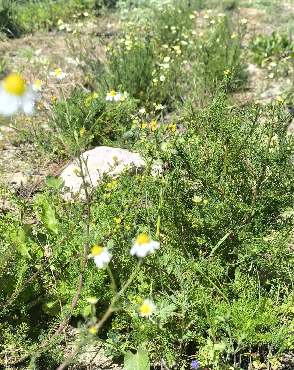 To Pervoli - Premium Cypriot Herbs and Medicinal Plants 1 Premium Cypriot herbs and medicinal plants growing at To Pervoli organic farm in Maroni